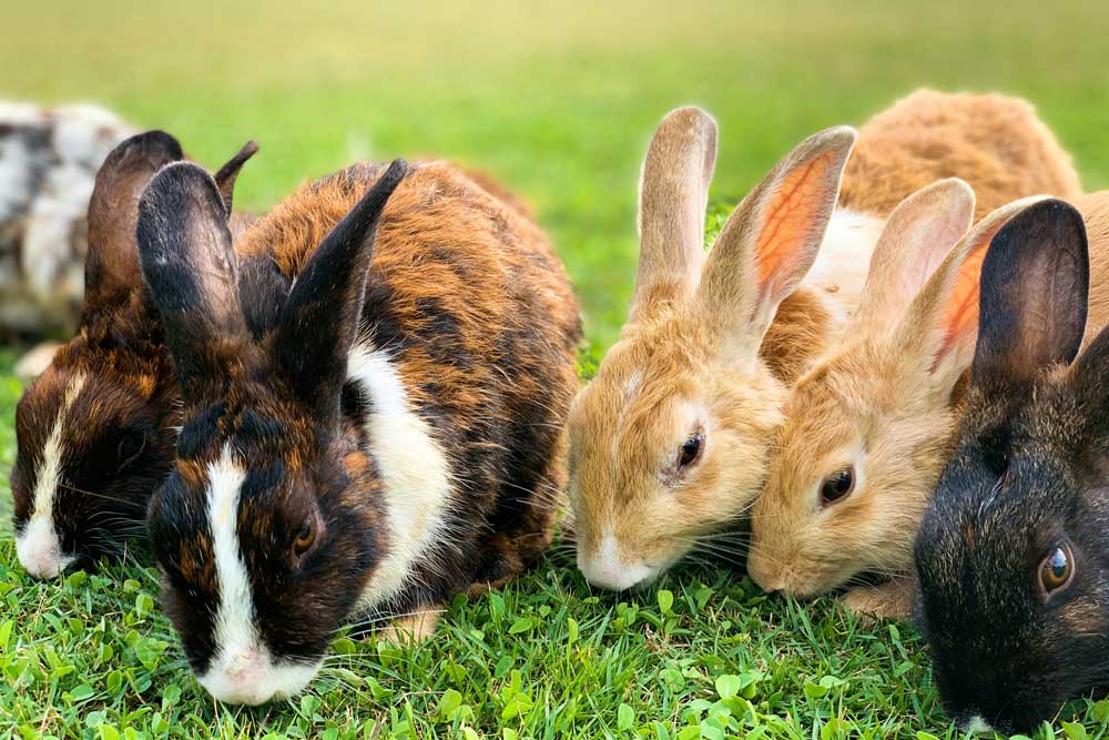 Auf dem Bild sind 5 Gras fressende Kaninchen zu sehen